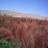 مزرعه جاروب