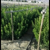 بازارنهال مرکبات ایران