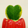 kaktoshop