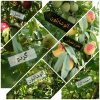 فروش باغ ثمری