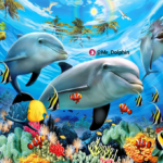 Mr.Dolphin