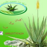 آلوئه ورا معجزه طبیعت