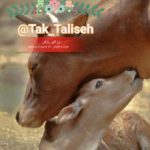 خرید و فروش دام و فرآورده گوشتی