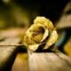 Golden rose