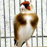 سهره داران ایران