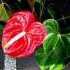 مرکز خرید فروش گل گیاه - کانال تلگرام