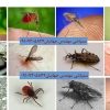 کنترل حشرات و آفات شهری در تهران