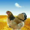 پرورش مرغ بومی اصلاح نژادشده - کانال تلگرام