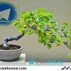 فروش گل و گیاه و بونسای – بونسای ایرانی - کانال تلگرام