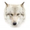 گرگ سفید - کانال تلگرام
