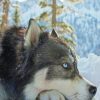 حیوانات خانگی - کانال تلگرام