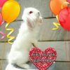 فروش خرگوش نژاد دار - کانال تلگرام