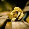 Golden rose - کانال تلگرام