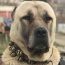 کانال روبیکا سگ ها | persiandog